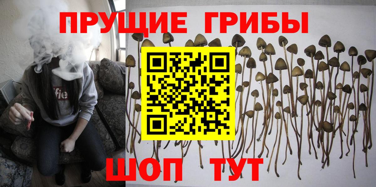 Галлюциногенные грибы Psilocybe Ростов-на-Дону
